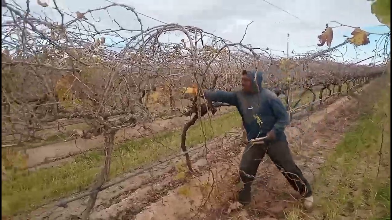 PODA DE UVA 🍇 HERMOSILLO SONORA..