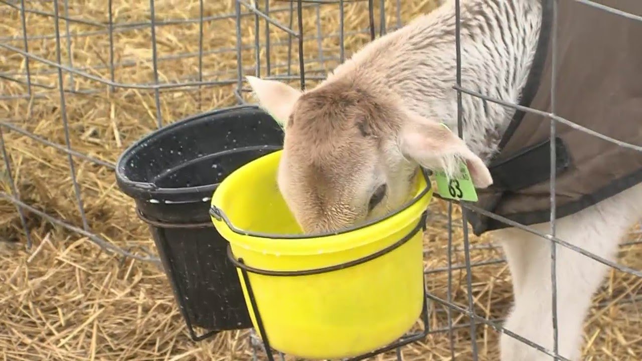 Winter calf care