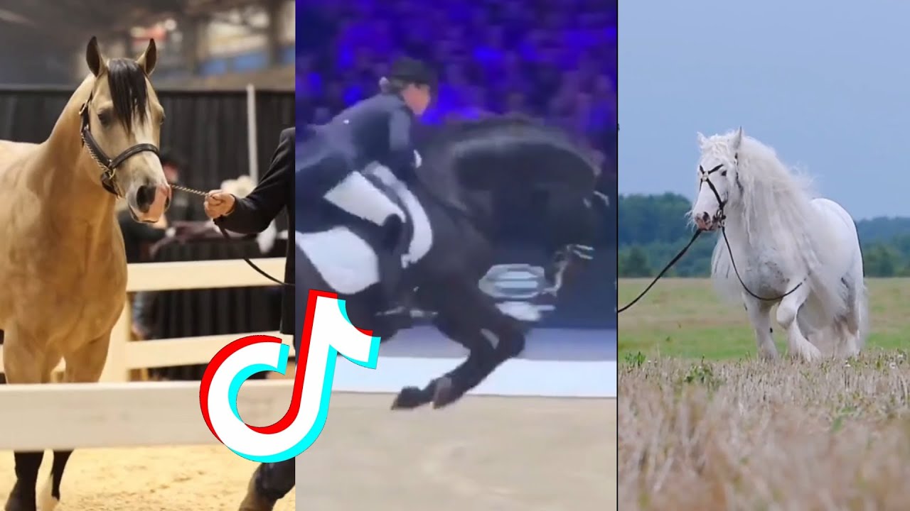 The Best HORSE 🐎 TikTok Compilation #103