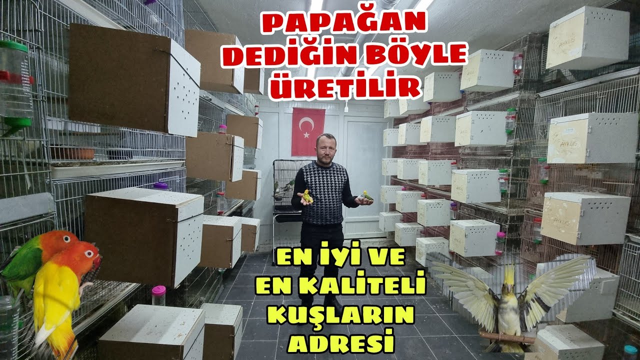 TÜRKİYE DE TEK HER KULVARDA ŞAMPİYONLUKLARI BULUNAN MUTASYON CENNET PAPAĞANLARI