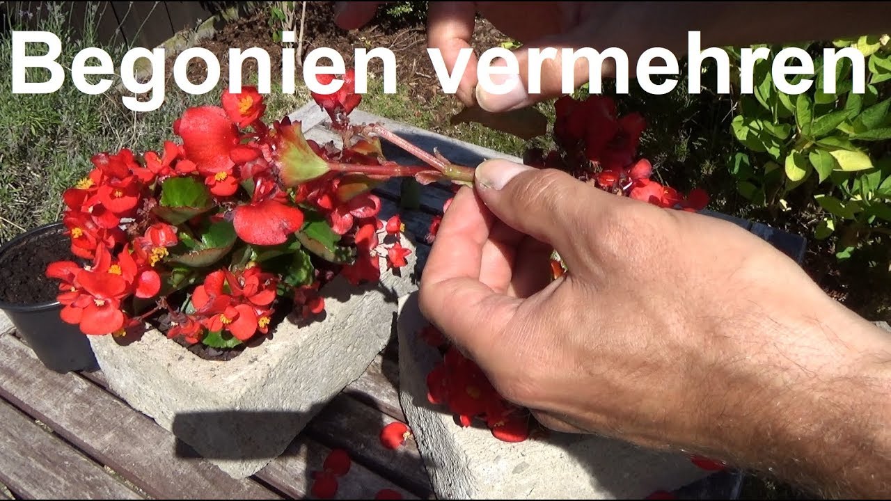 Begonien vermehren durch Stecklinge Ableger Begonien Begonia vermehren Steckling
