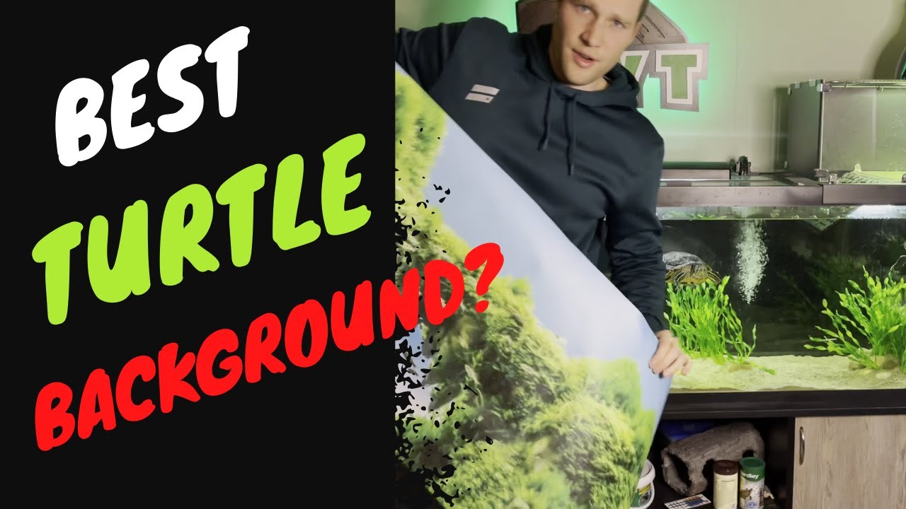 BEST TURTLE TANK BACKGROUND?!  - You'll Be Surprised!