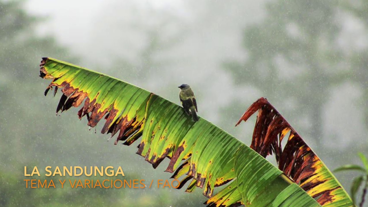Tema y variaciones sobre la Sandunga / FAO