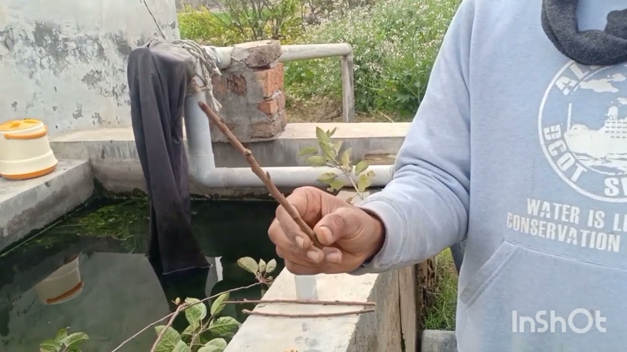 🍑  aadu k plants ki grafting kase Kare (peach farming)