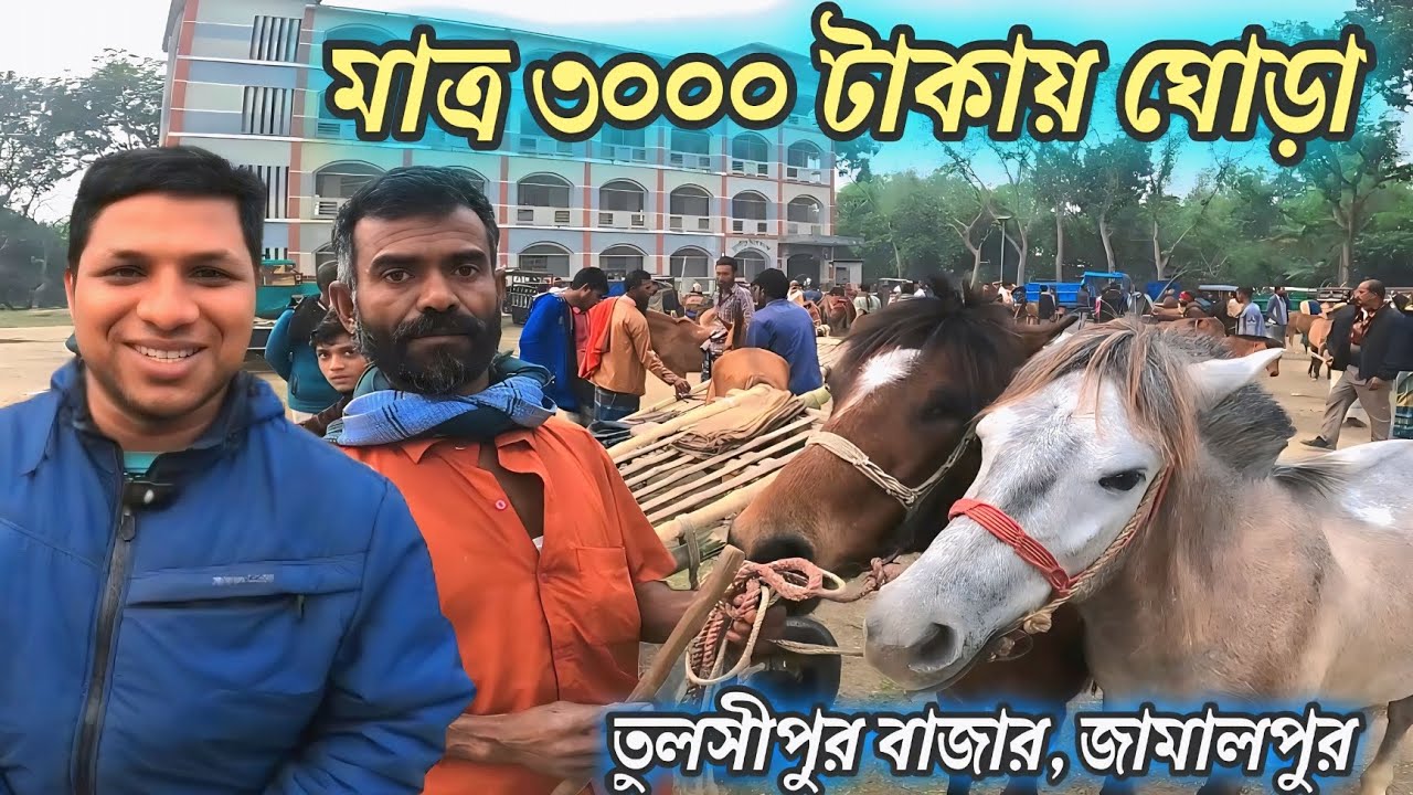 মাত্র ৩ হাজার টাকায় ঘোড়া অবিশ্বাস্য! বাজার জামালপুর Hours training techniques for beginners #hours