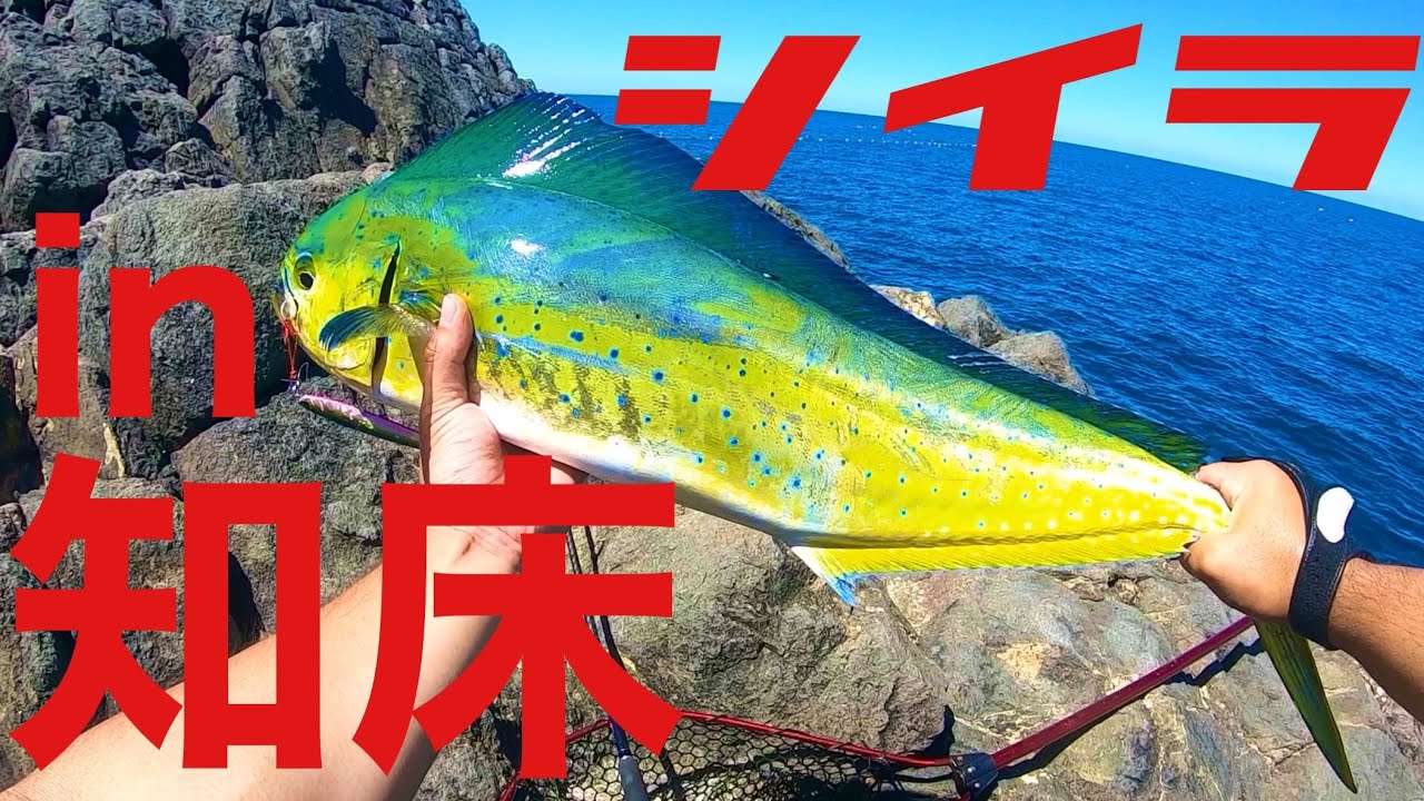 北海道の海で一体何が起こってる？カラフトマスが消え、シイラが大量発生