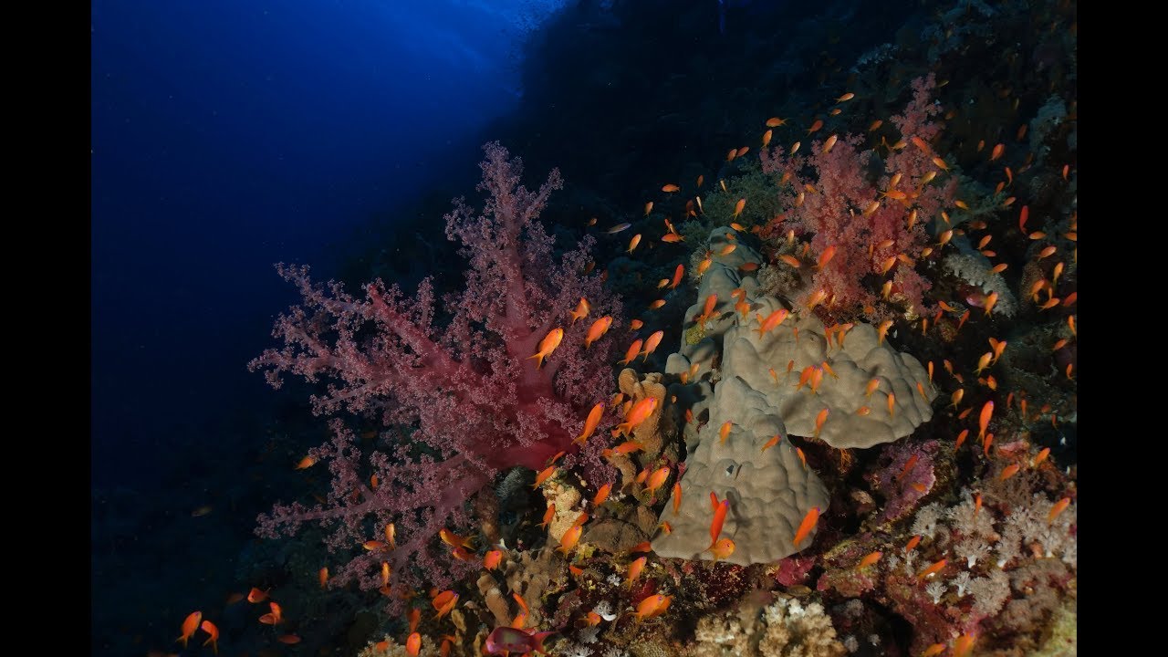 Scuba Diving Red Sea - Elphinstone (Marsa Alam) 2019