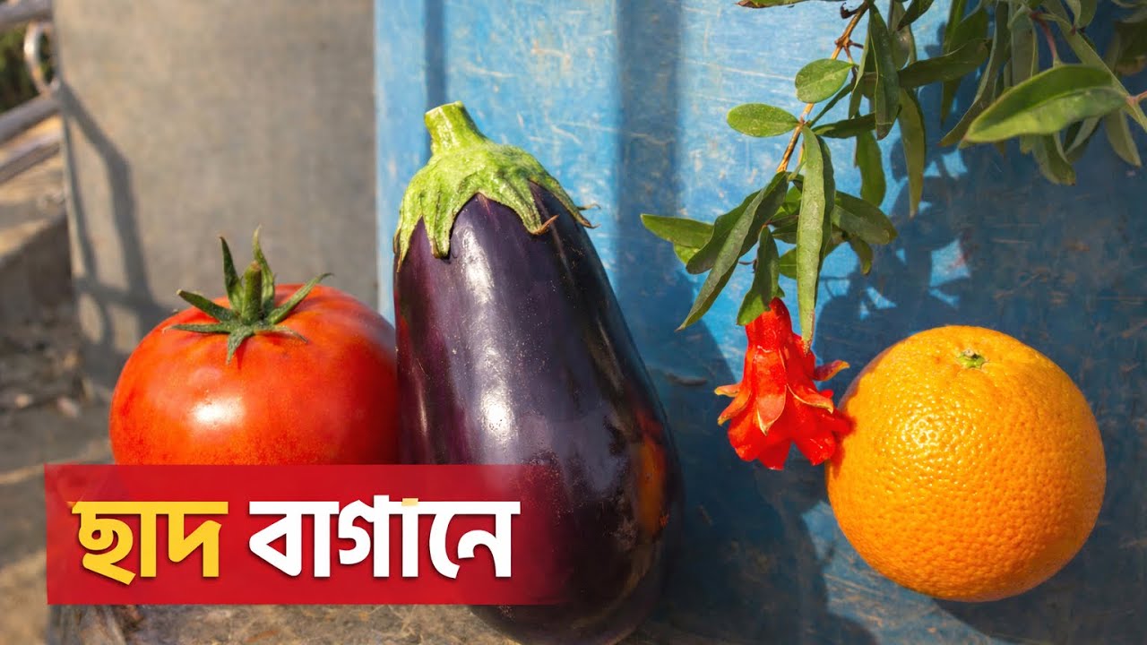 ছাদ বাগানে সবজি 🍅 