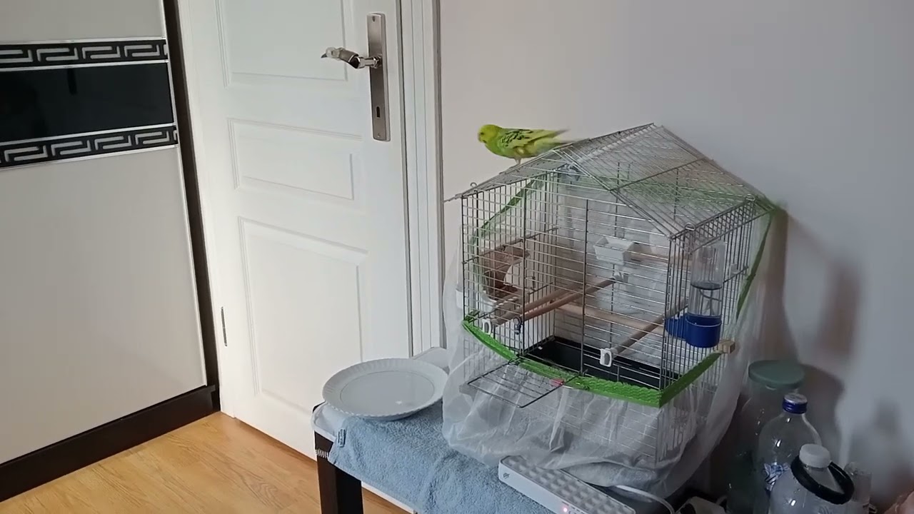 MUHABBET KUŞU SUYA NASIL ALIŞTIRILIR  VOL1 ( KIŞIN BANYO YAPAR MI...?)
