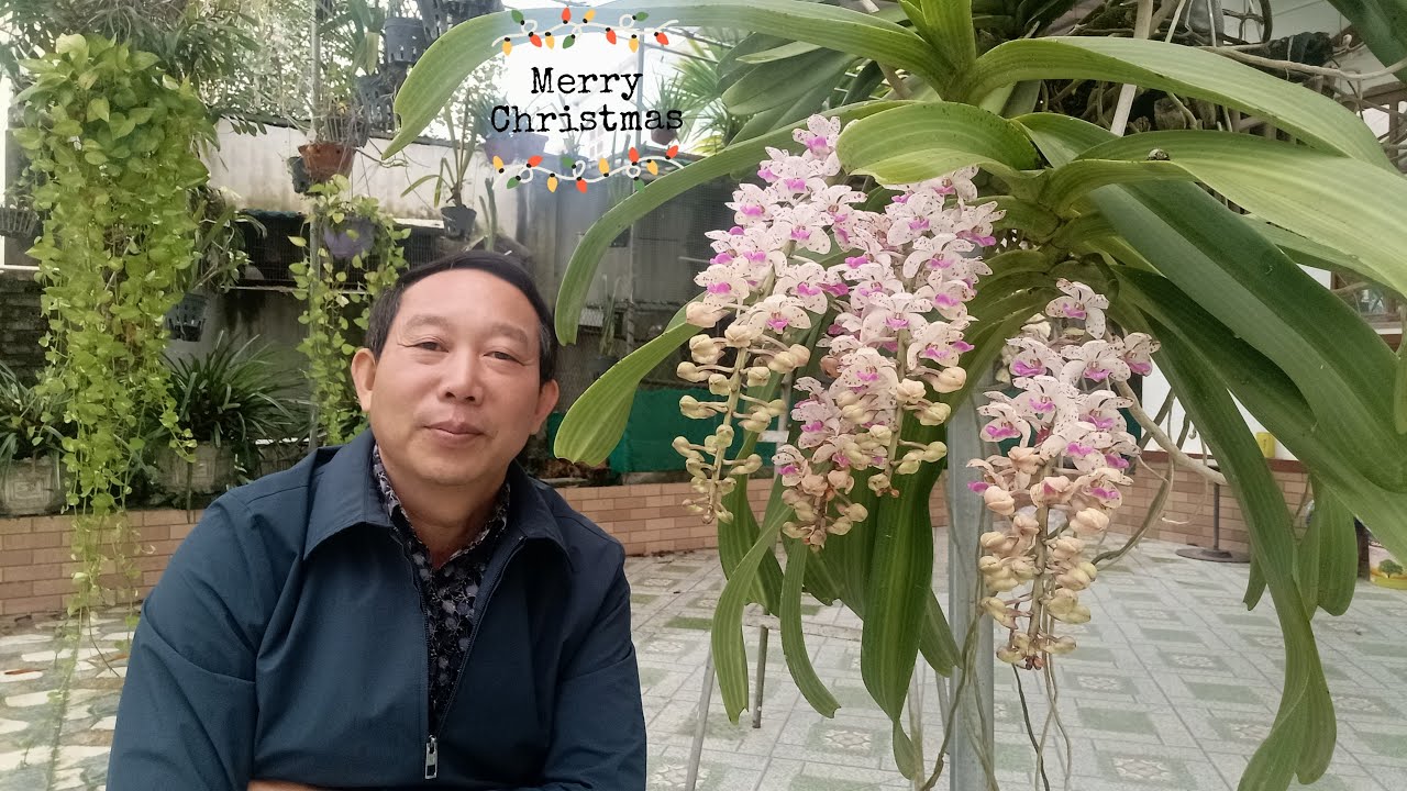 Ngắm Đai Châu nở Noel - Người nông dân trồng lan, giao lưu và chia sẻ