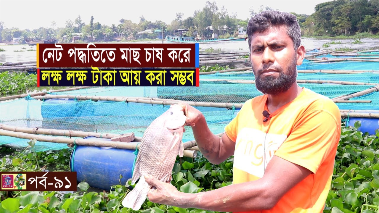 Krishi-91 নেট পদ্ধতিতে কি ভাবে মাছ চাষ করলে সফল হওয়া যায় | খাঁচায় মাছ চাষ পদ্ধতি | Net fish farm |