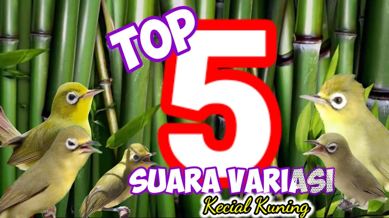 5 Suara variasi Kicau Kecial Kuning Terbaik@restuijant #kecialkuning