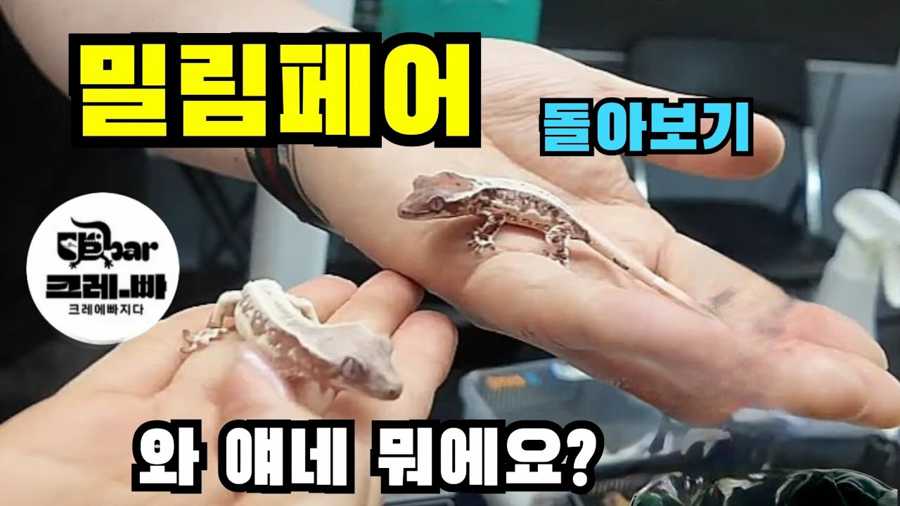 [밀림페어]는 왜 항상 뜨거운가?  #밀림페어 #파충류 #reptiles