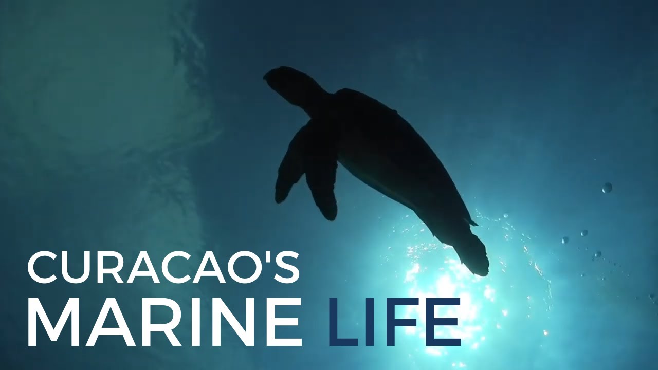 Curacao's Marine Life - Scuba Diving - Dive Division