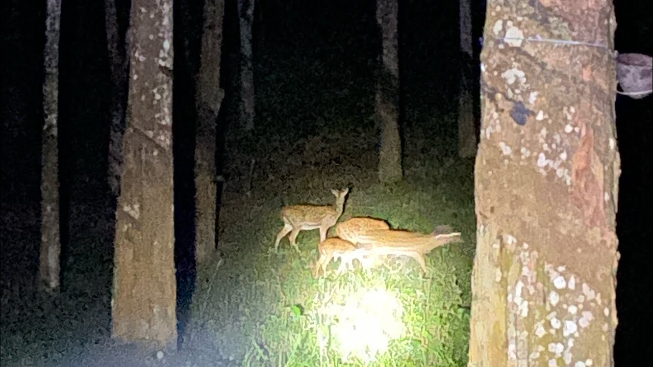 #spotteddeer #vadasserikkara #plantationdrive #naturelover #excitingyou #keralawildlife