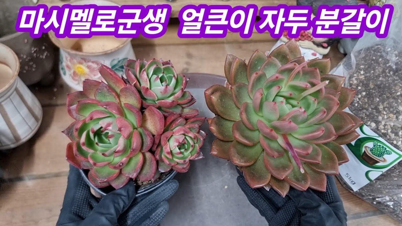 26.2.8🌹 붉은 빛감 마시멜로와 얼큰이 자두 분갈이해요🌹 #스피드다육 010-5248-5955 