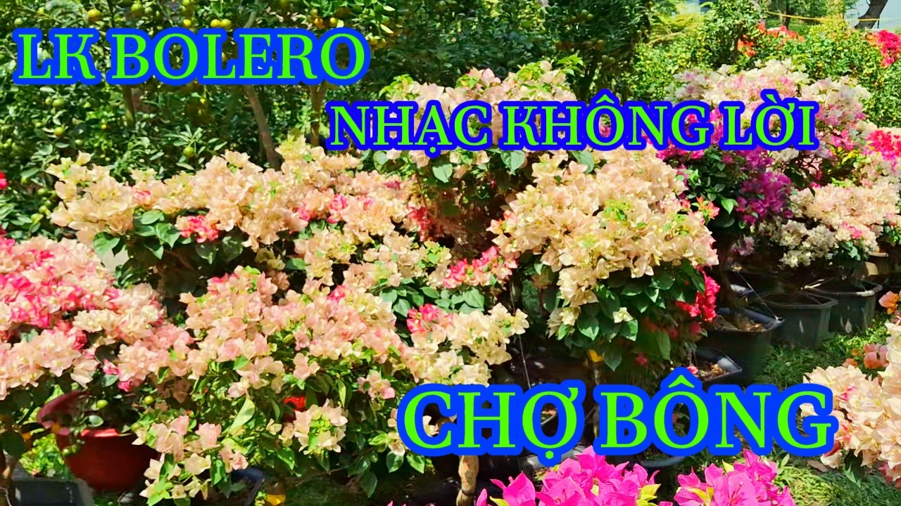 LK Nhạc BOLERO NHẠC KHÔNG LỜI-CHỢ BÔNG
