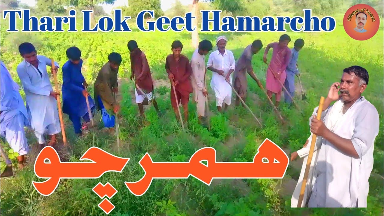 Three lok geet hamarcho ٿري لوڪ گيت ھمرچو #thar #desertlife #geet #hamarcho #video #viralvideos