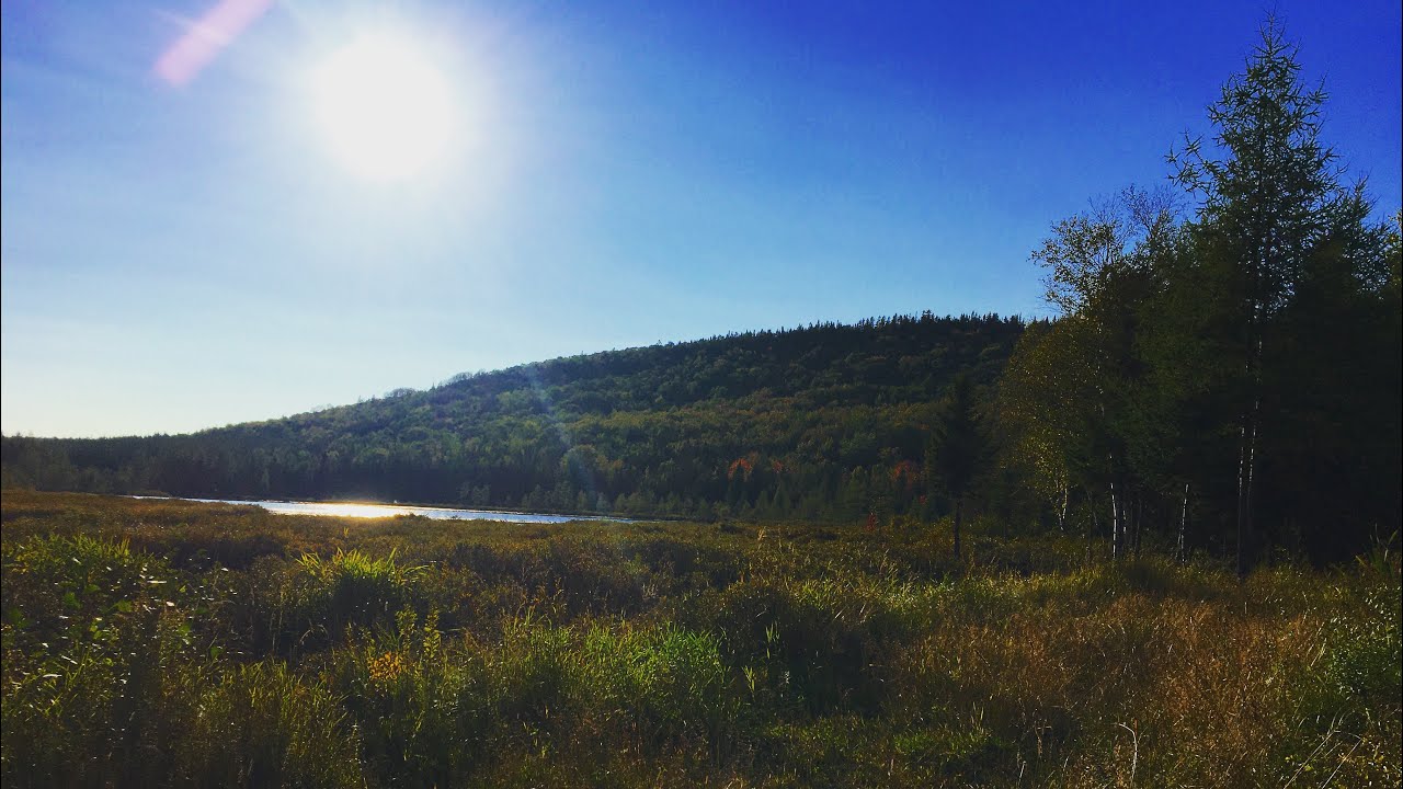 Dans la Forêt Profonde