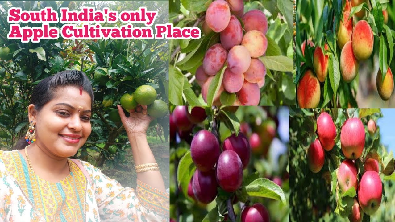Kanthalloor Fruit Garden | Apple Garden | Kanthalloor Tourist Places | Jolly Trip