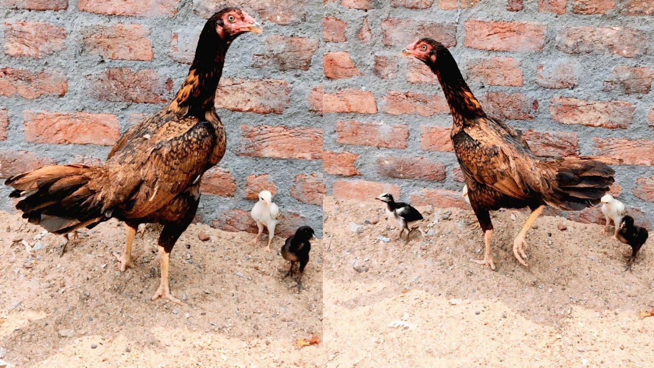 Rich Vattam Chicks And Hen for Sale