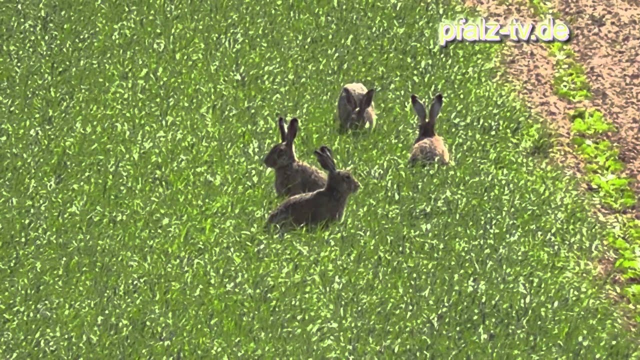 Was macht der Hase nach Ostern  - Der Feldhase ( Lepus europaeus ) - Naturfilm