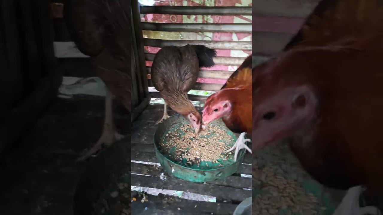 Tara Magfeeding Tayo Ng Manok