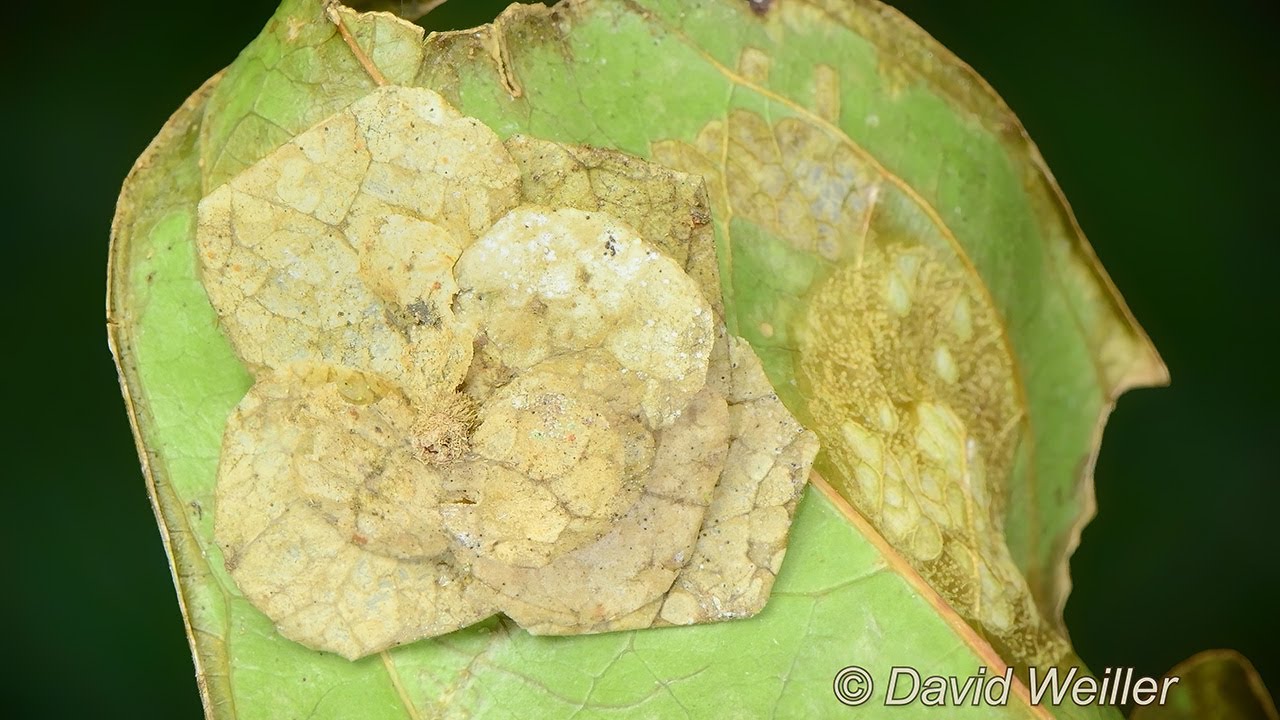 Master of Disguise: Can you Spot the Caterpillar?