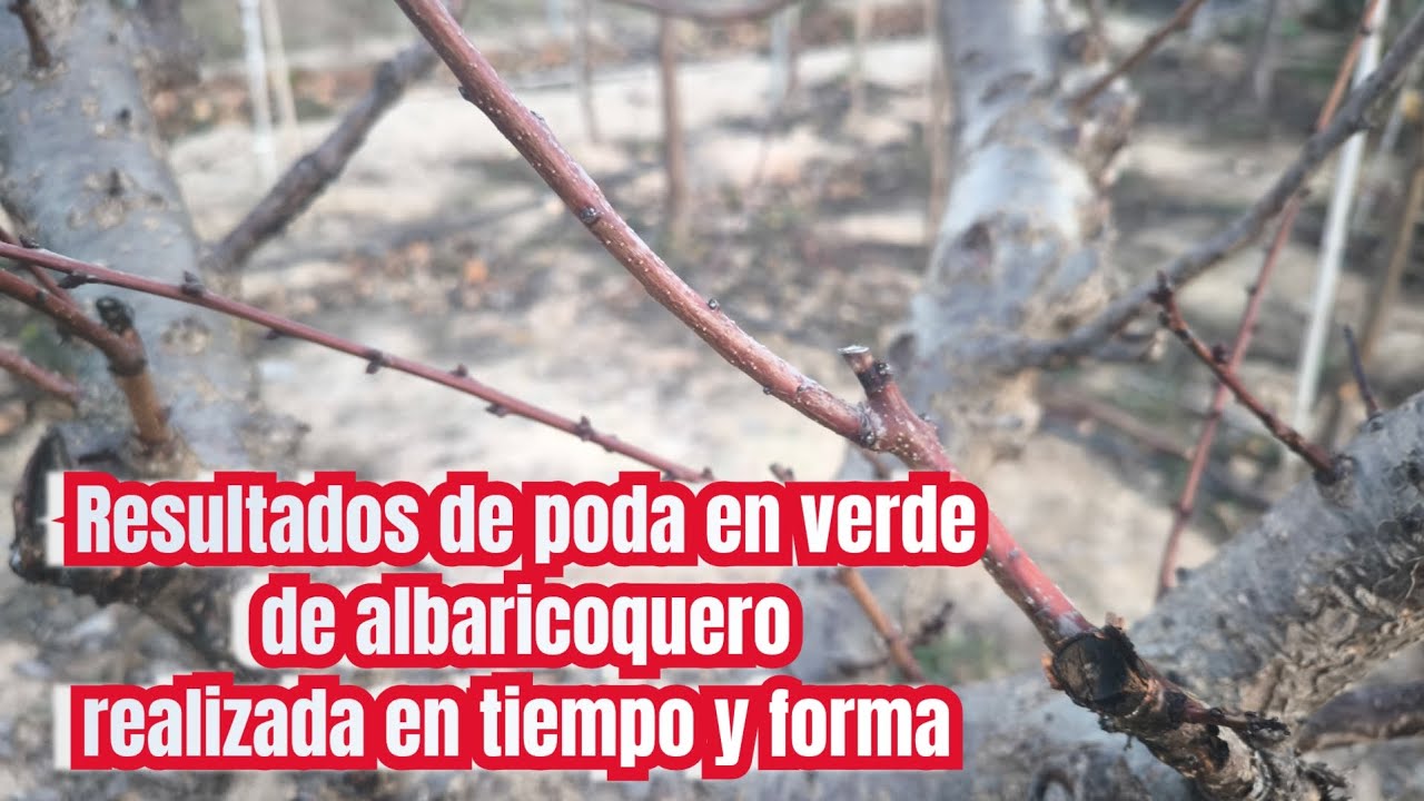 Resultados de la poda en verde del albaricoquero, realizada en tiempo y forma.