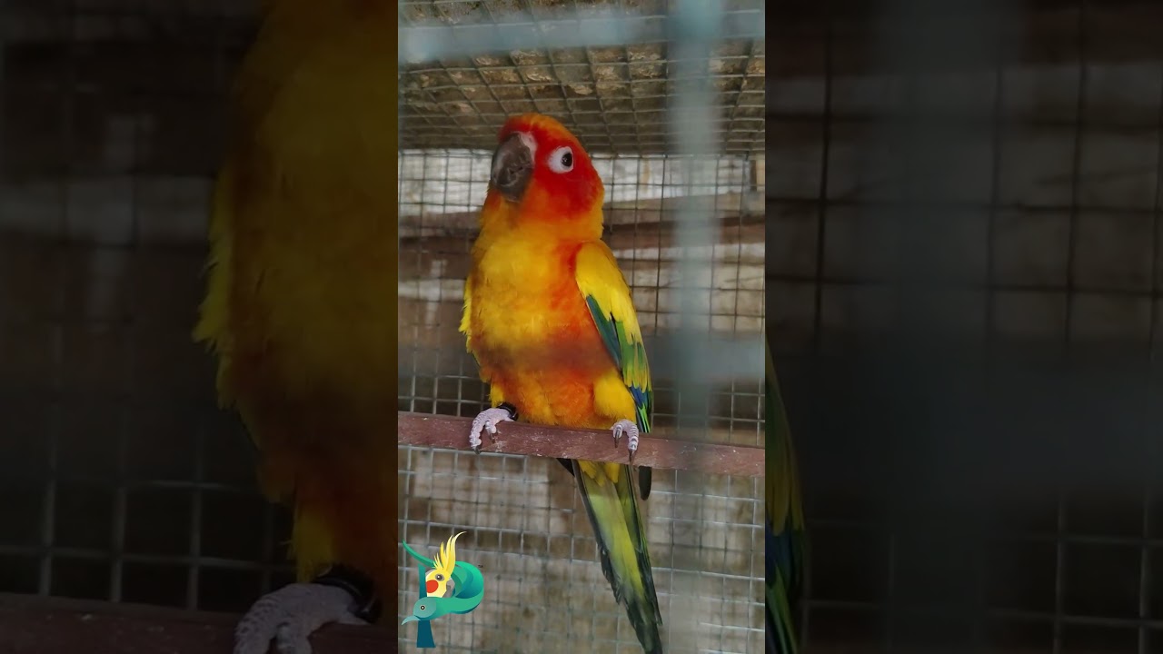 Sun conure எவ்வளவு 🔥🔥 மதுரை டூ சிதம்பரம் 🤩🤩 அனுப்பியாச்சு 🔥