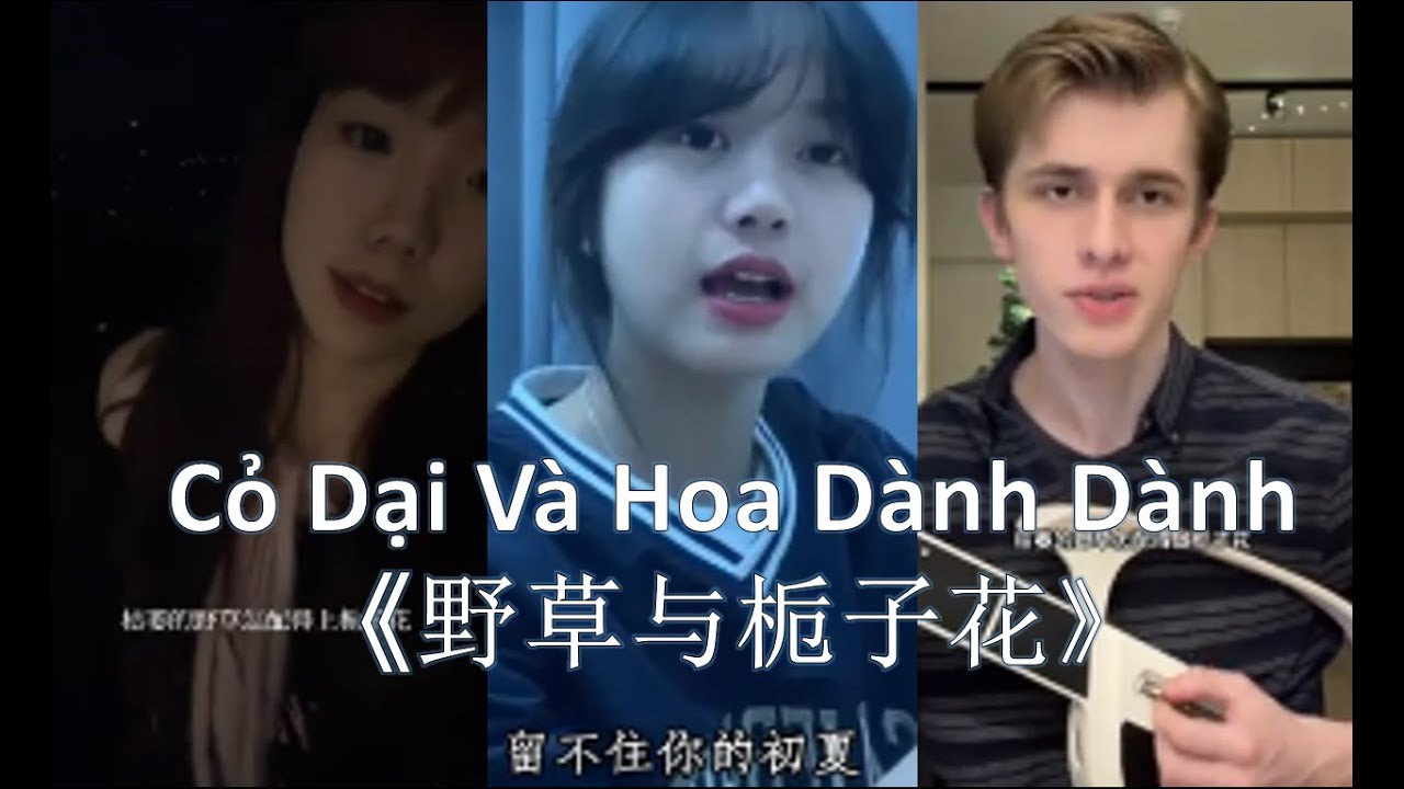 [Douyin Cover] Cỏ Dại Và Hoa Dành Dành《野草与栀子花》