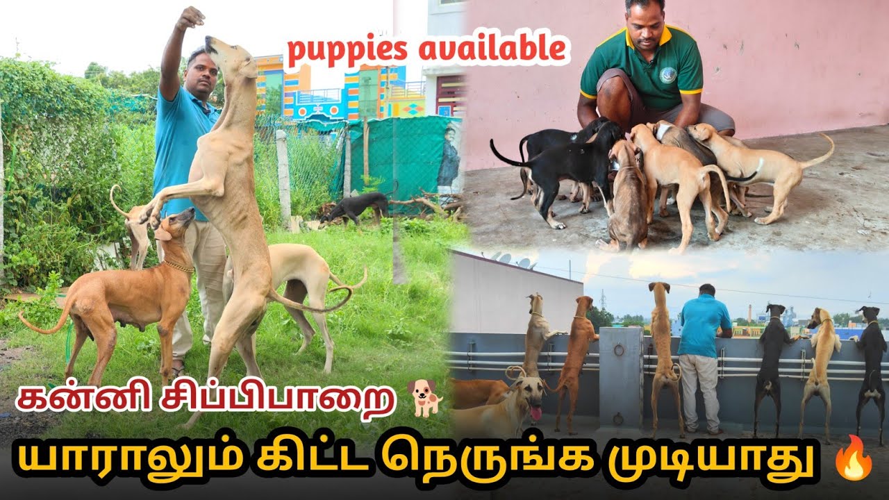 தமிழ்நாட்டின் பாரம்பரிய நாட்டுநாய்கள் 🐕🐶 | கன்னி | part -1 சிப்பிபாறை #kanni #chippiparai