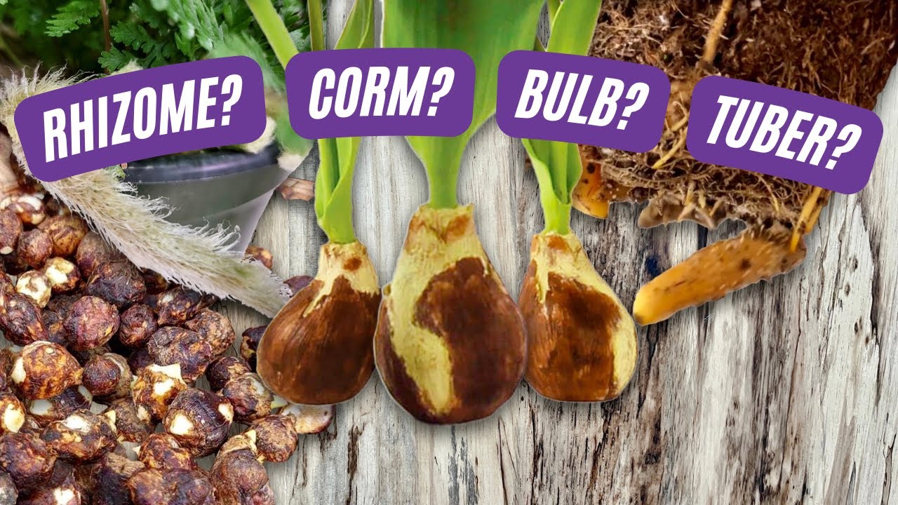 Корневища, клубни, клубни и луковицы, о боже! | Узнайте разницу | Серия Plant Nerd, эпизод 2