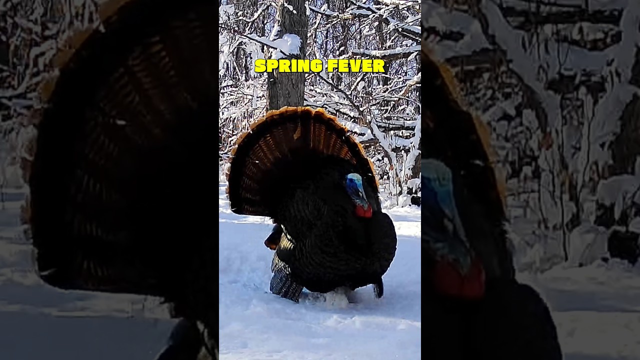 Snow Won't Stop Tom Turkey from Strutting (Trail Camera Video)