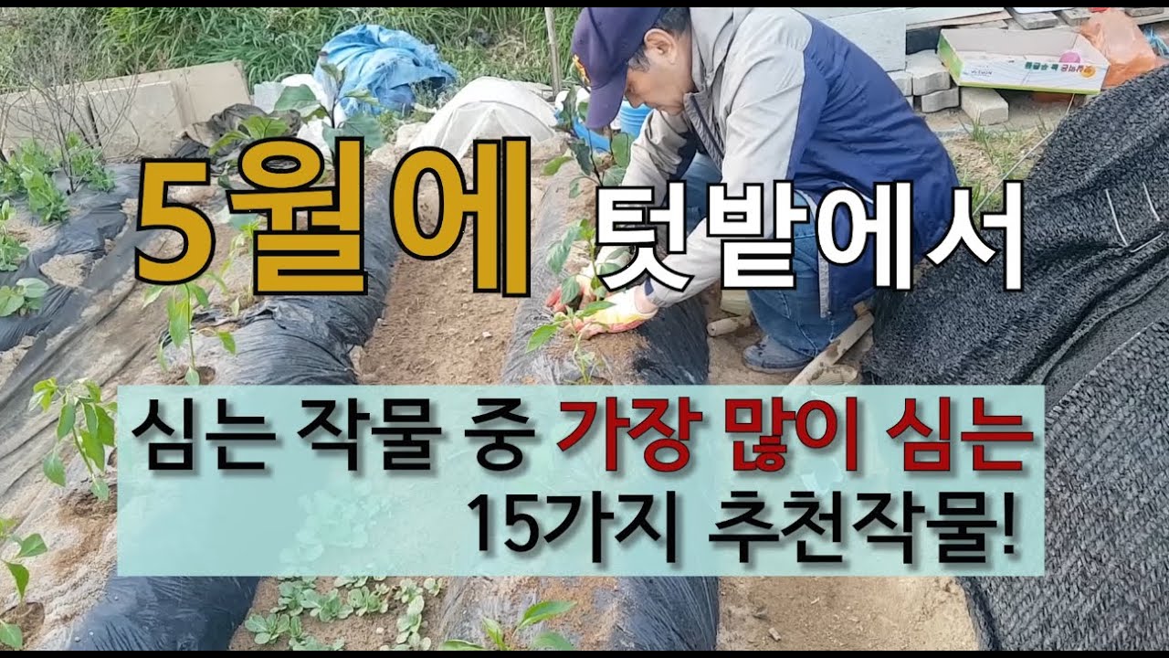 5월에 텃밭에서 심는 작물 중 가장 많이 심는 15가지 추천 작물! #5월에 심는 작물.