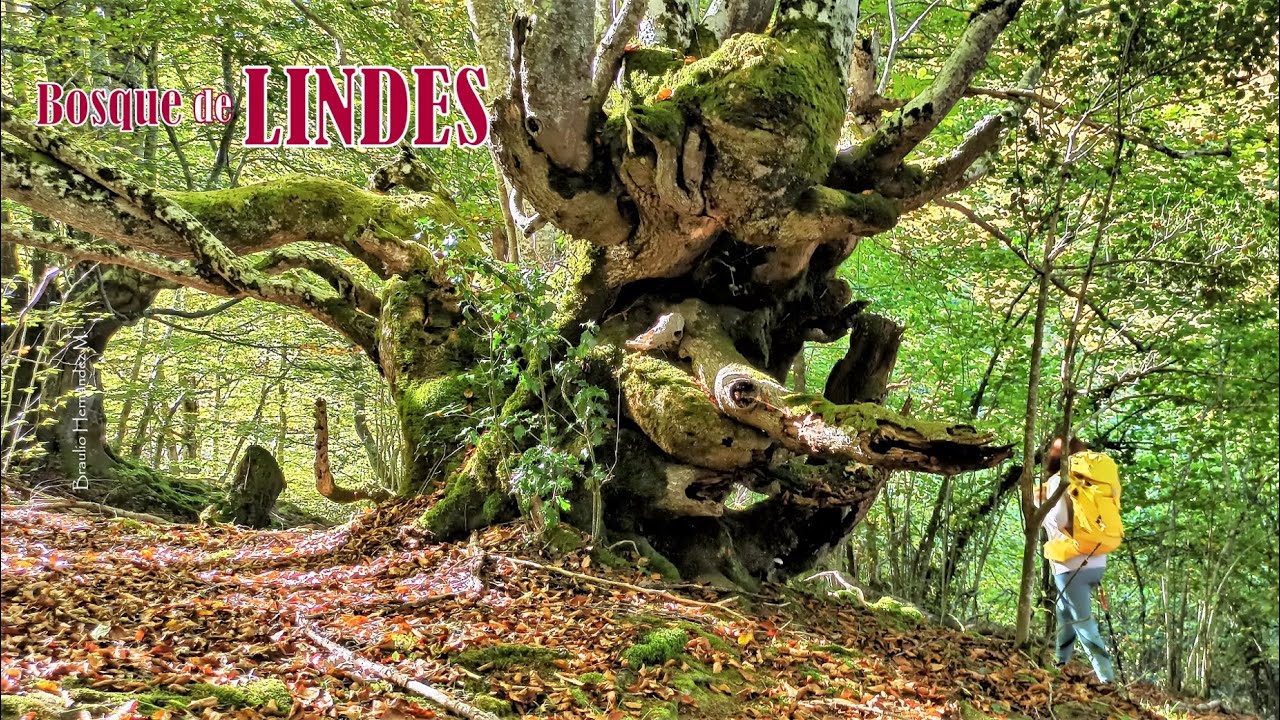 Otoño en Asturias - Hayedo de LINDES o la Vallinona - Parque Natural de Las Ubiñas - La Mesa.