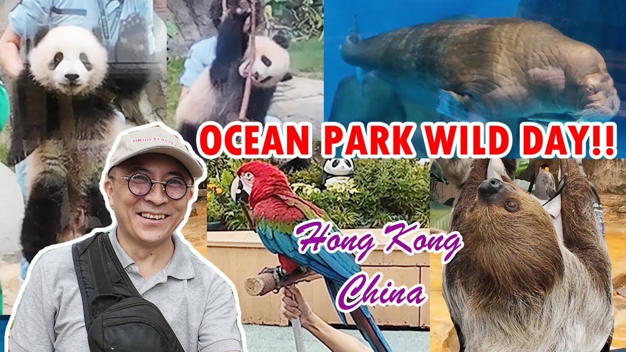 Исследуем Ocean Park в Гонконге: близнецы-панды, ленивцы и морские обитатели. Увлекательное путеш...
