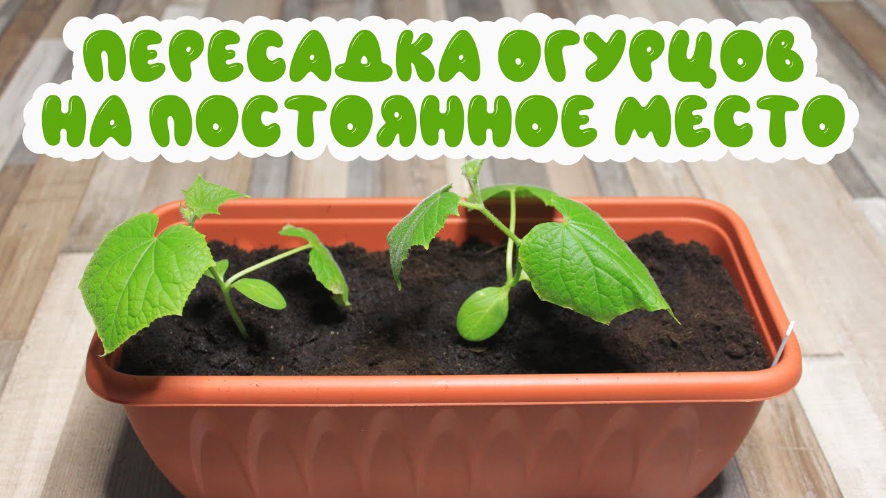 Выращиваем огурцы в домашних условиях: пересадка на постоянное место