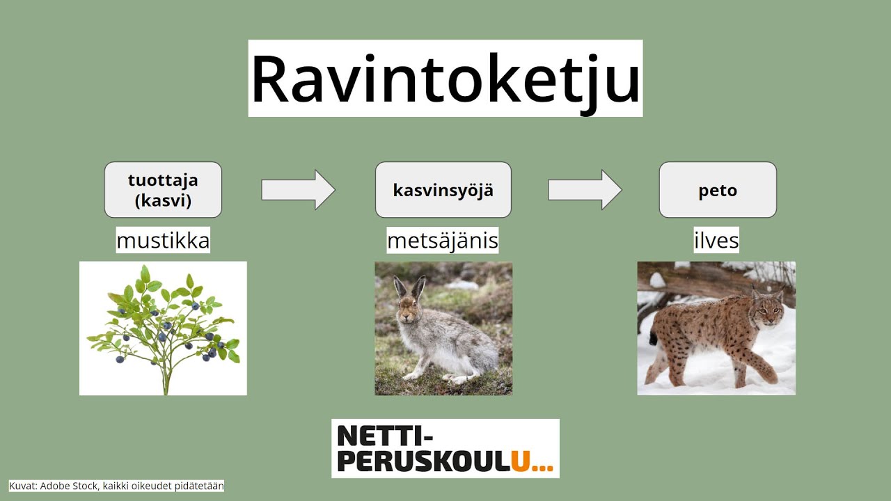 ayl1: Ravintoketju (perusopetus)