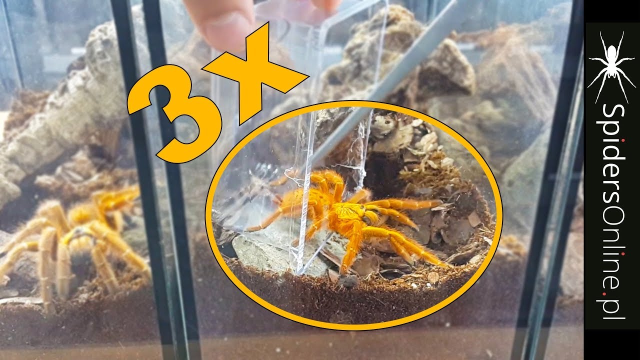 3x MURINUS USAMBARA! Robimy terraria! - spidersonline.pl
