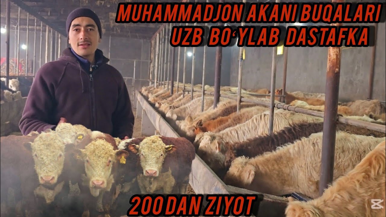 MUHAMMADJON AKA BUGUN JUDA KATA AKSIYA QILD NARHLARI JUDA ARZON 🔥✅️