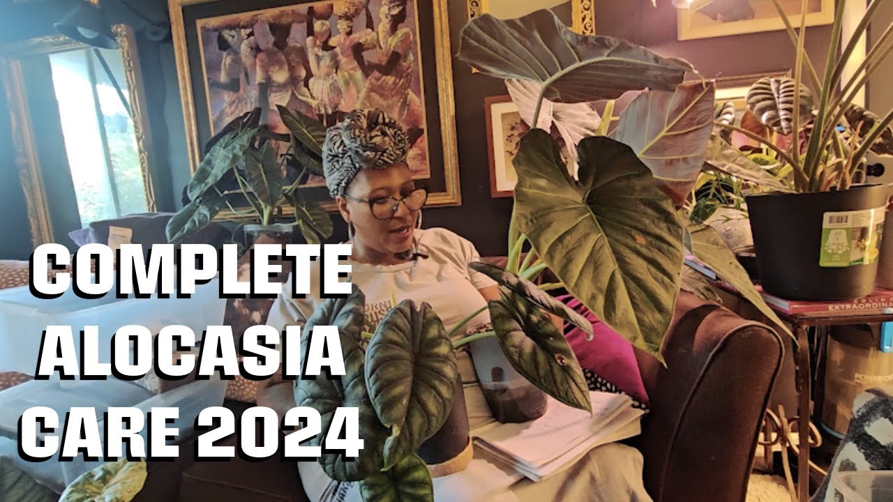 ✨Alocasia Care for Beginners 2024 🌿