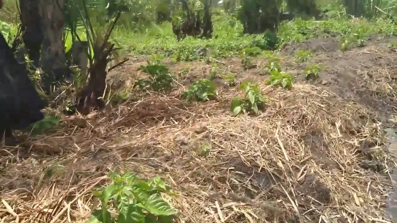 Pepper does not like shades || Exploring Farmer's Pepper Garden || Growing Peppers Tour || Eng cc