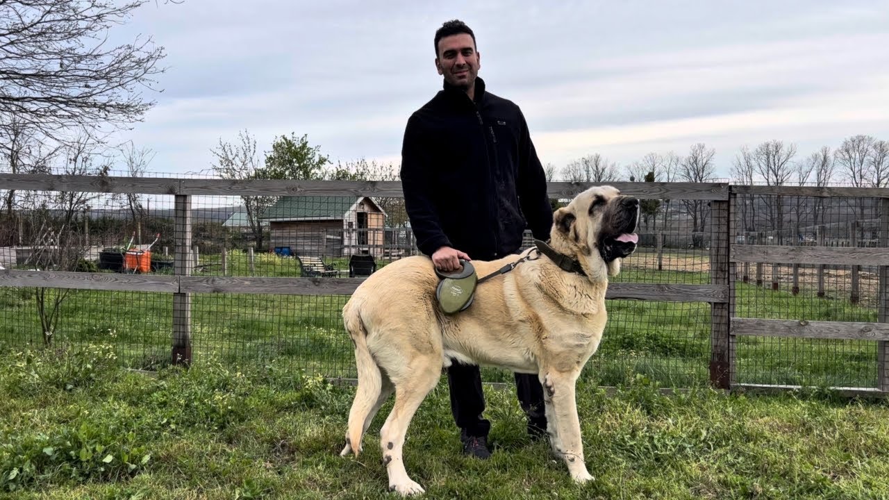 Metrelik Köpek Tank ve Dev Köpeklerin Bakımı