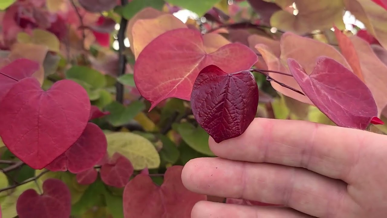 Cercis Flame Thrower Redbud | Garden Center | Stratford CT