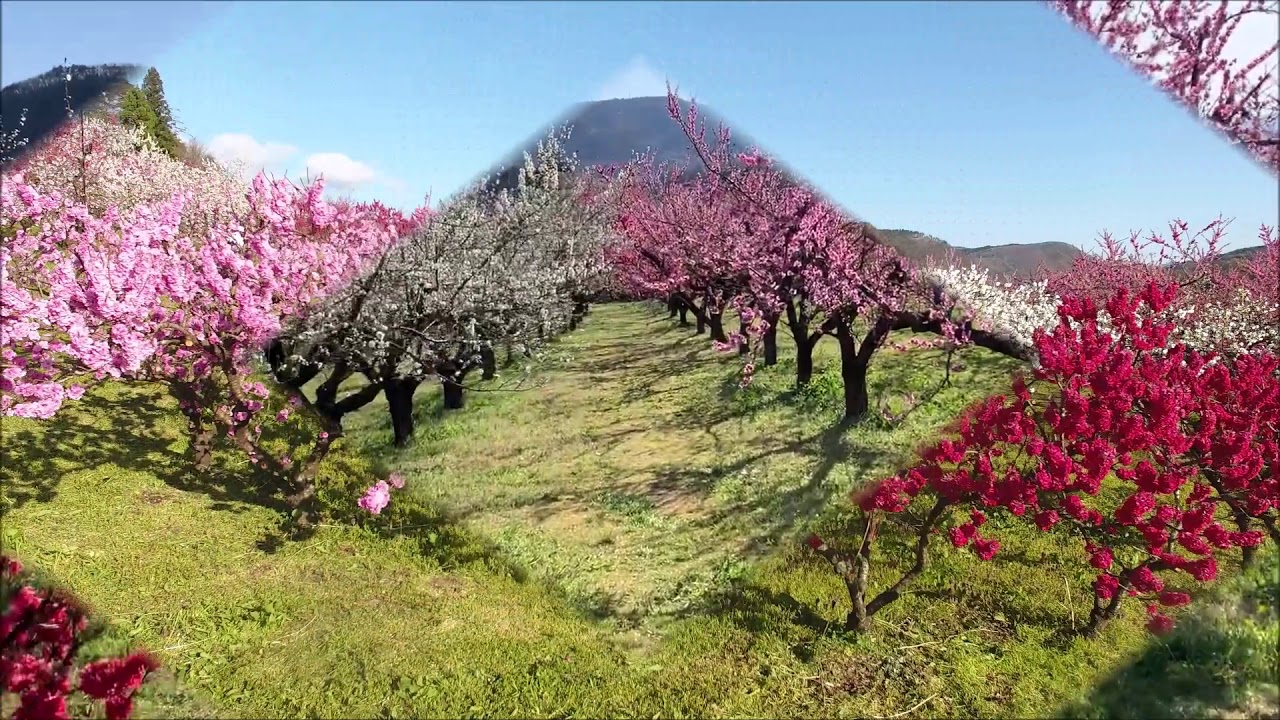 春の飯坂～百花繚乱～