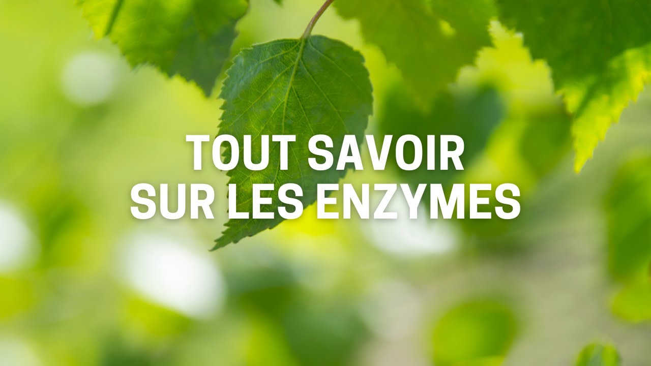 Pourquoi les enzymes sont des éléments essentiels à la vie ?