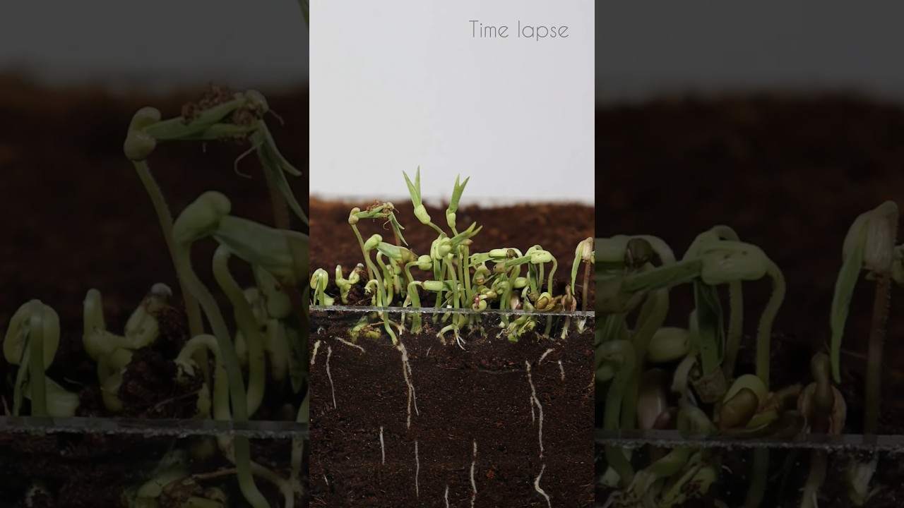 green gram #plantgrowth  #gardening #shortsfeed