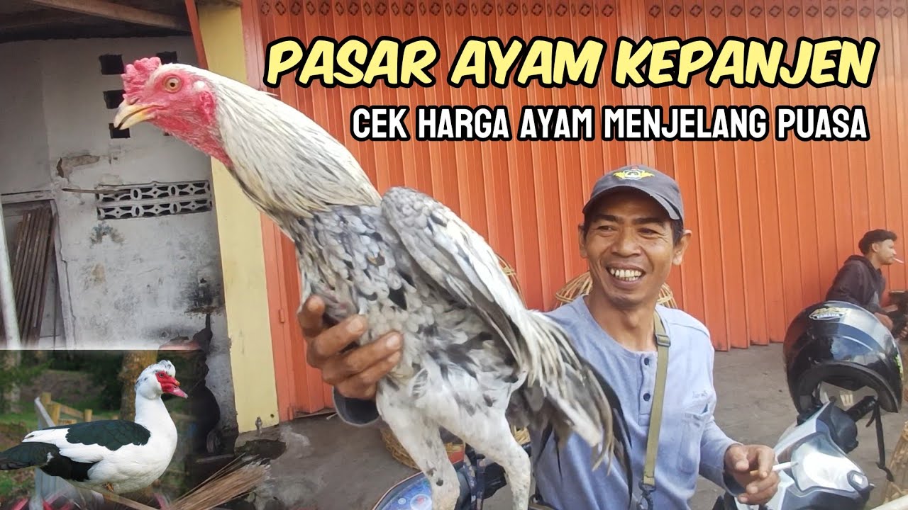 MELIHAT PASAR AYAM PANJEN MENJELANG PUASA bangkok entok babon jago ada semua disini