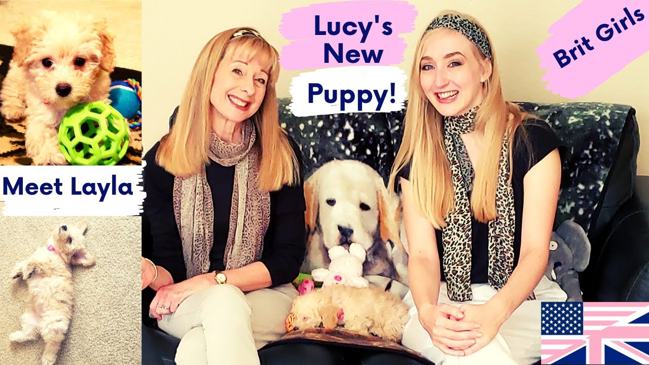 Meet Layla - Lucy's New Puppy! Brit Girls Go Stateside